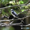 20190427-1　サンショウクイ