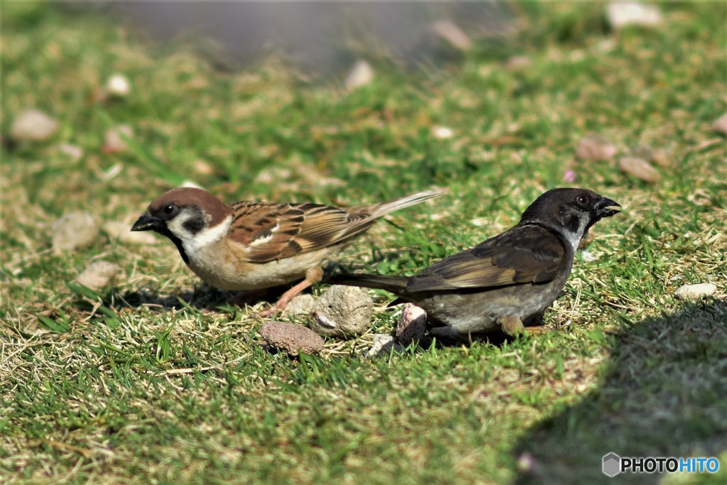 クロスズメ 20180330-5