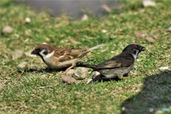 クロスズメ 20180330-5