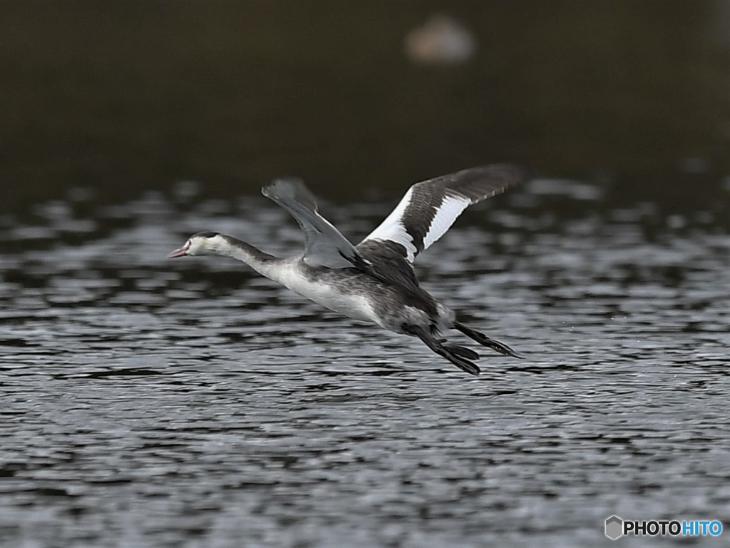 20181227-6　カンムリカイツブリ
