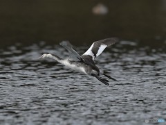 20181227-6　カンムリカイツブリ