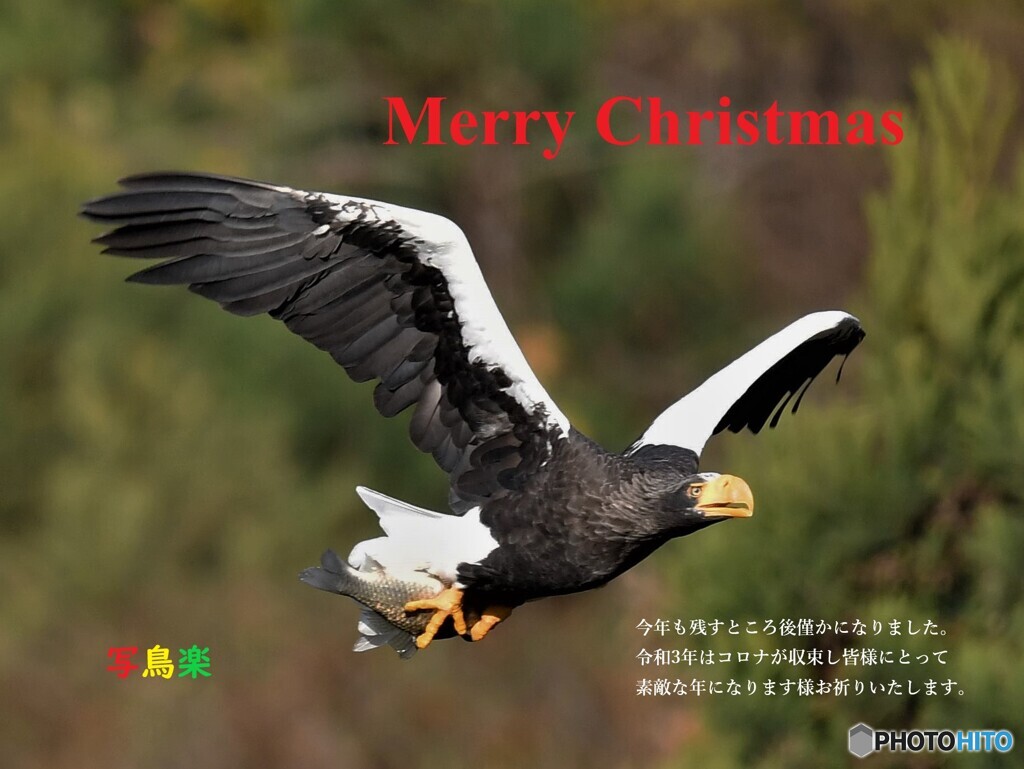 Merry   Christmas