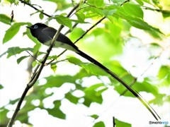 20190505-3　サンコウチョウ