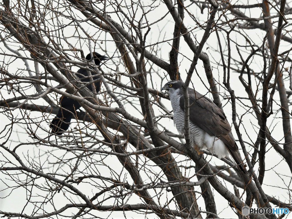 20190319-4　Mのオオタカ