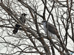 20190319-4　Mのオオタカ