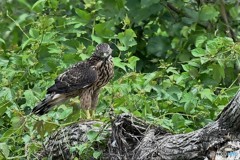 20180620-1 オオタカ幼鳥