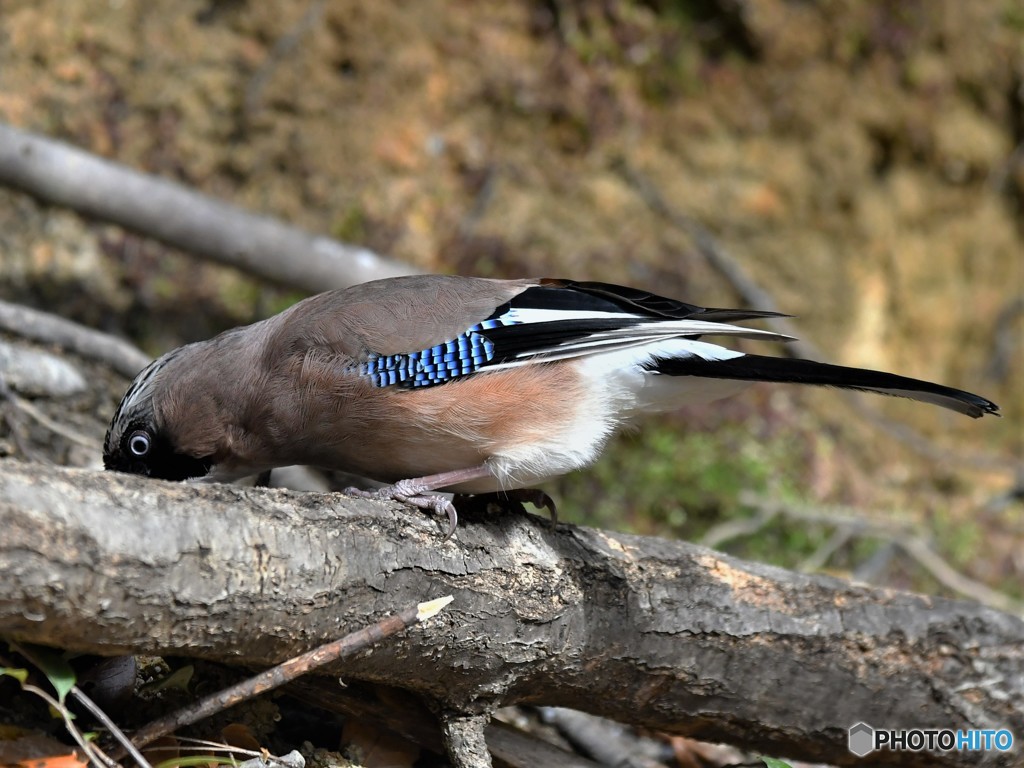 20190119-2　カケスの水飲み