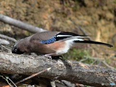20190119-2　カケスの水飲み