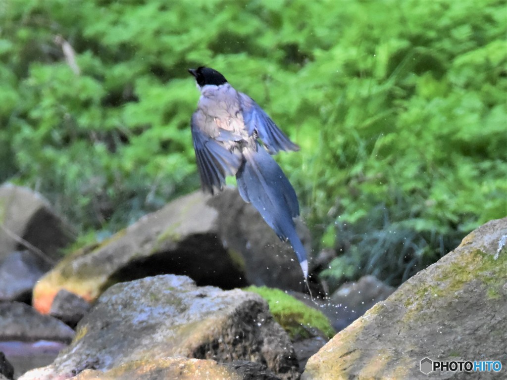 20190406-4　オナガ