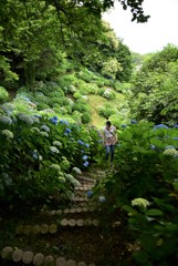 紫陽花にかこまれて