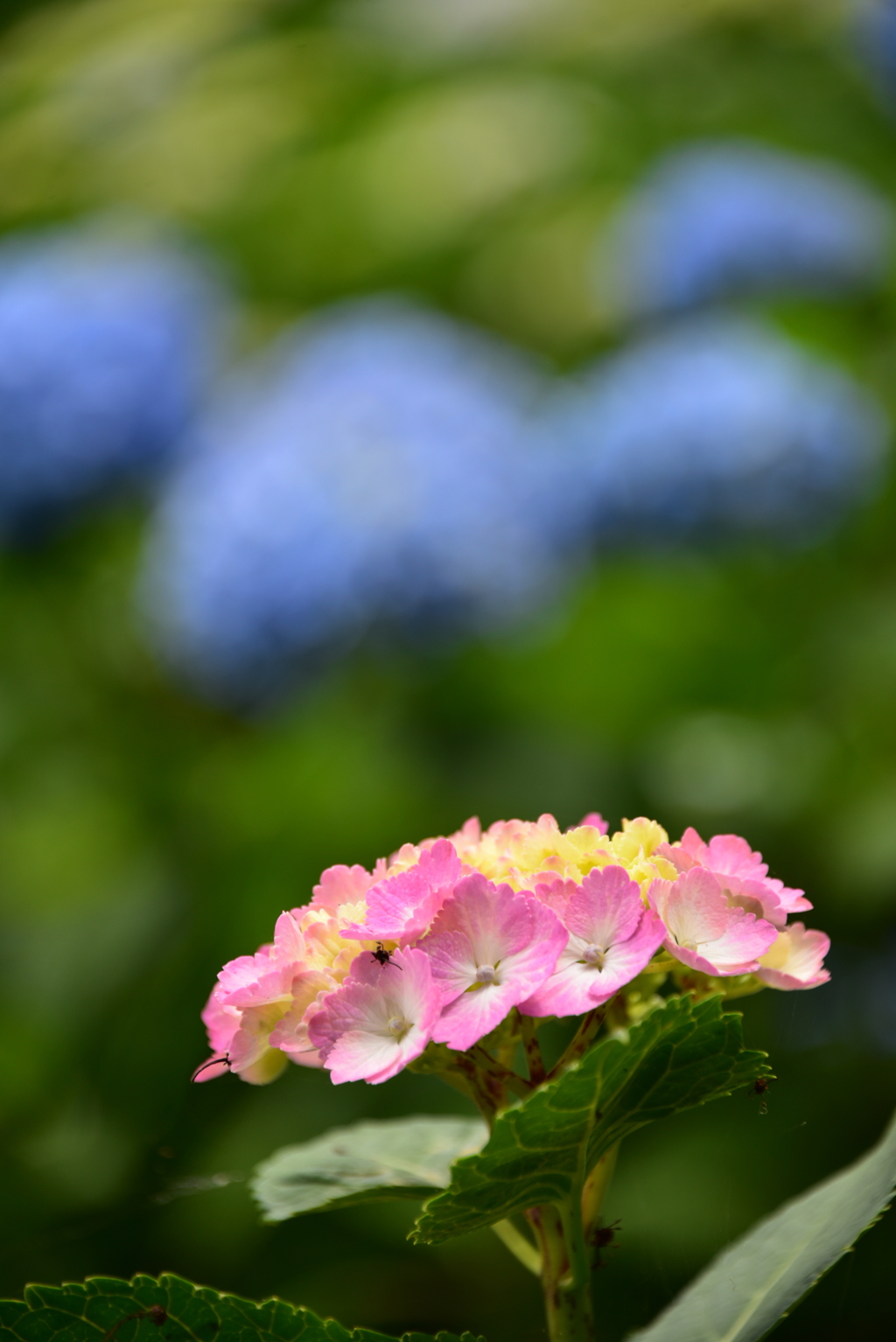 紫陽花