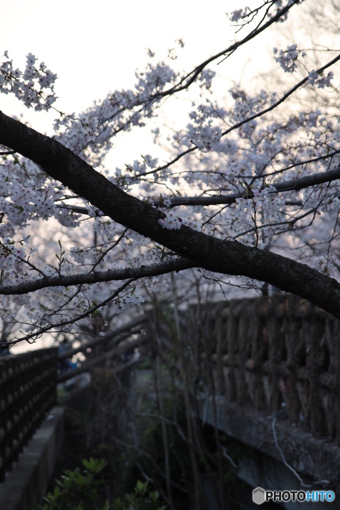 夕暮れの桜