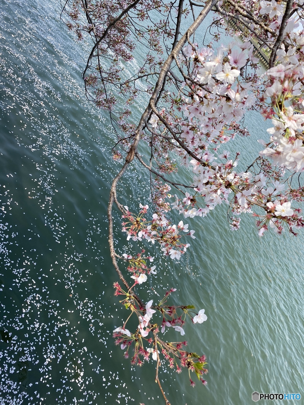 流るゝ桜