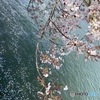 流るゝ桜