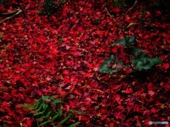 紅絨毯