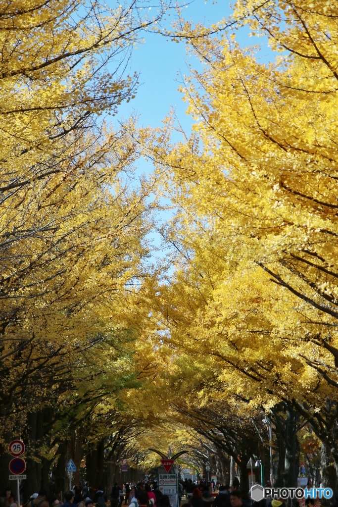 黄金のアーチ