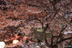 ロープウェイ須磨浦公園駅 満開の桜