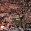 ロープウェイ須磨浦公園駅 満開の桜