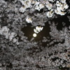 月明りとともに美しき桜