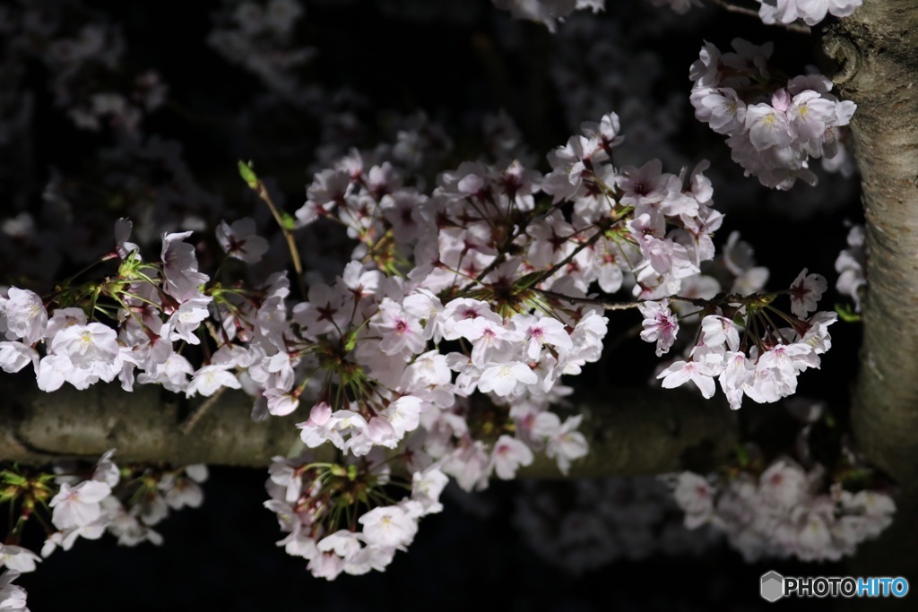 夜桜