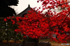 東福寺紅葉