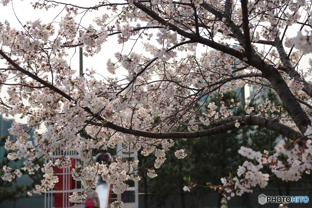 公園の桜