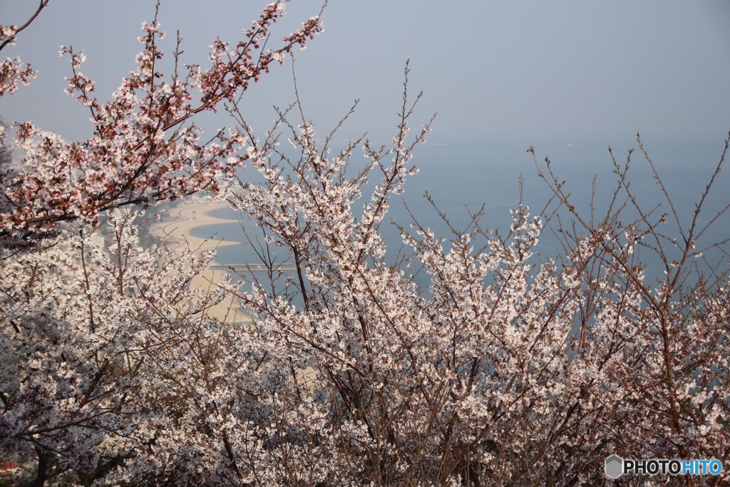 須磨海岸と桜