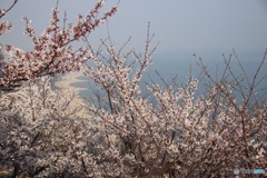 須磨海岸と桜
