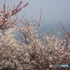 須磨海岸と桜