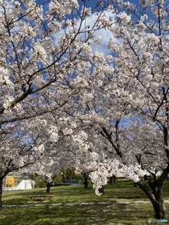 公園の桜