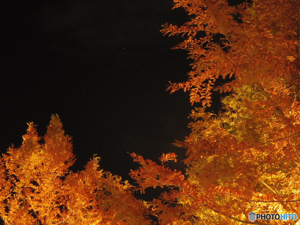 紅と黒