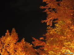 紅と黒