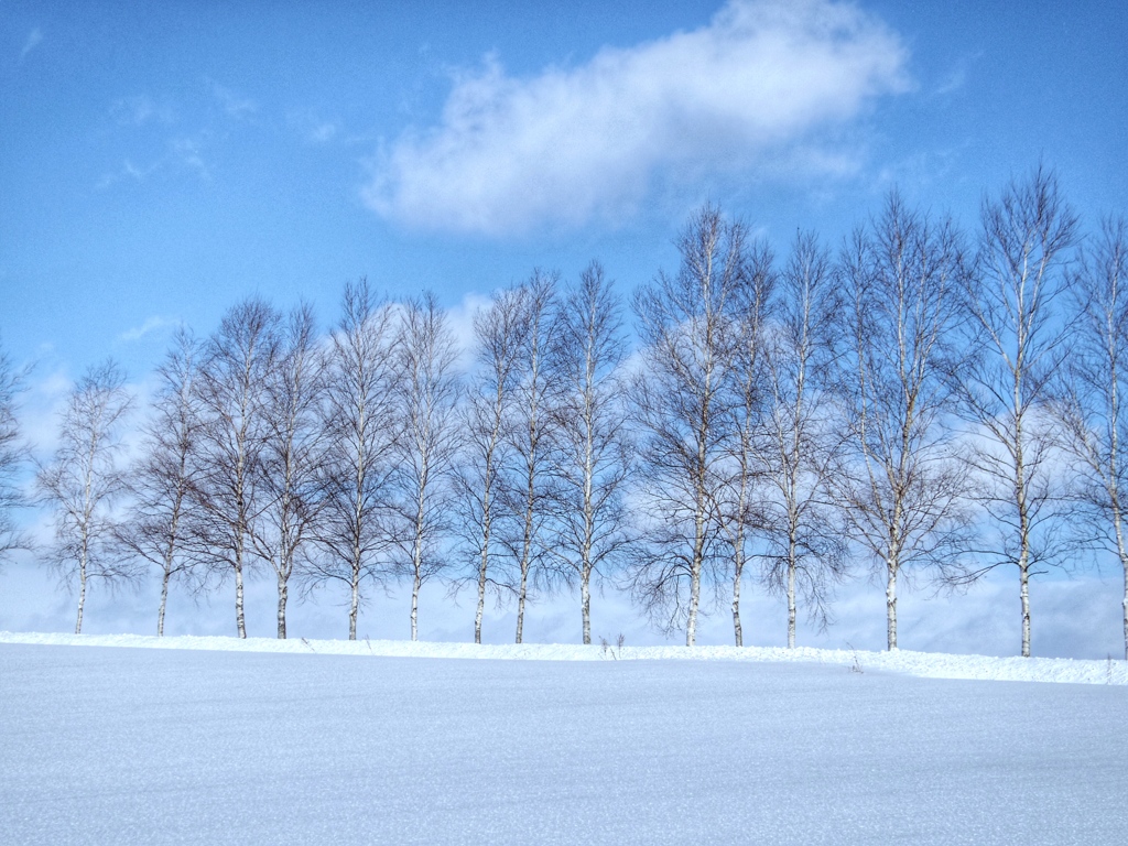 雪原
