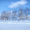 雪原