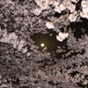 桜月