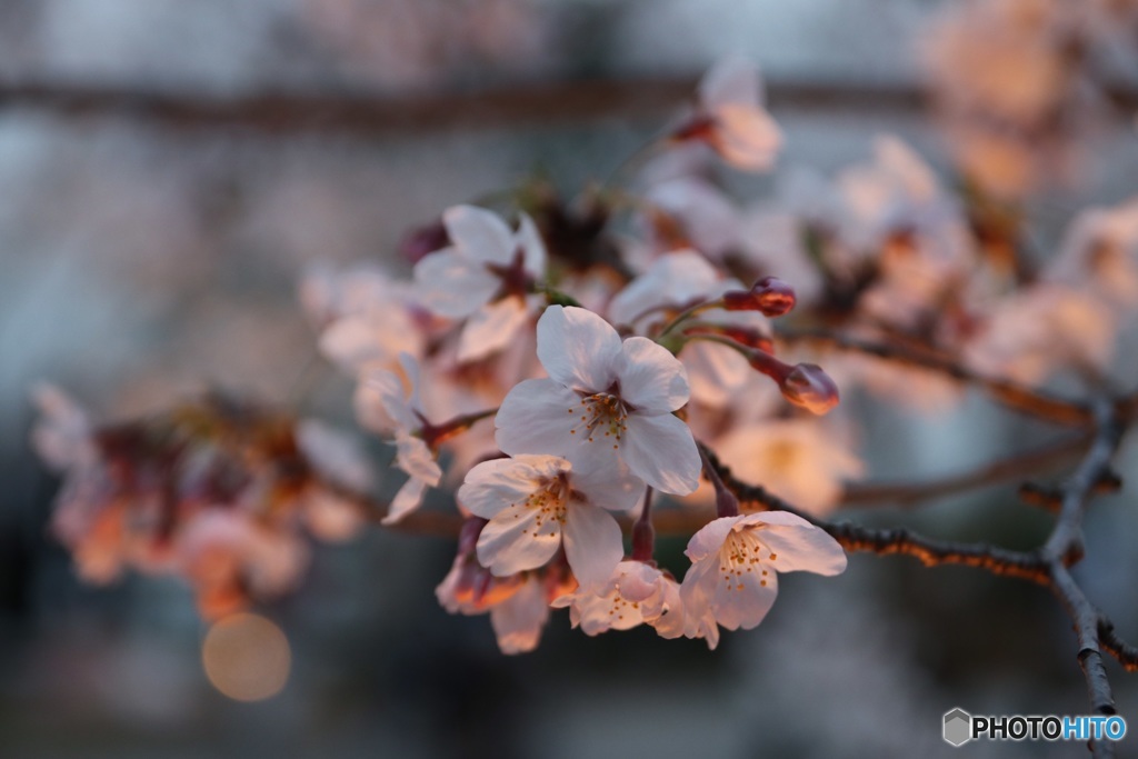 夜桜はじまり