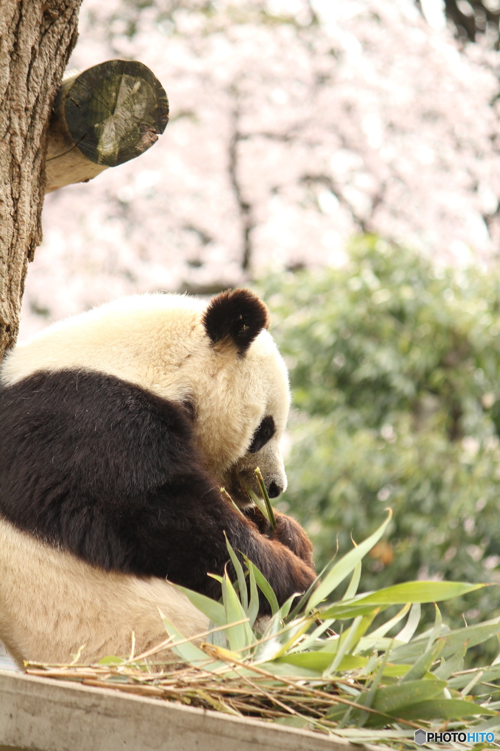 王子公園