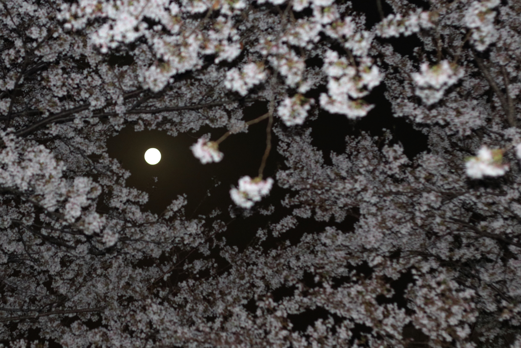 桜雲