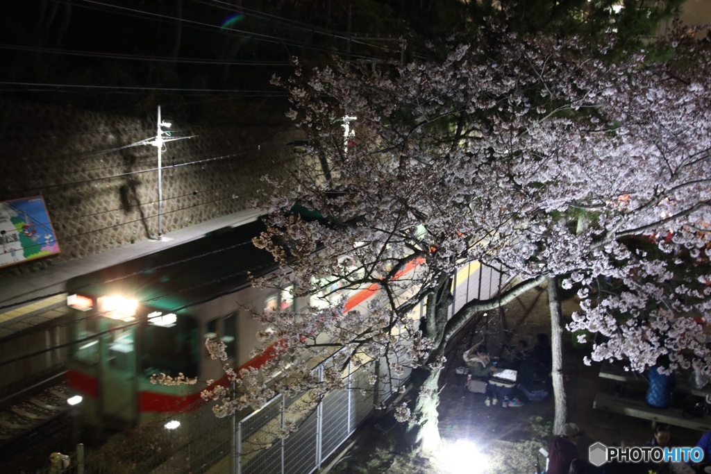 山陽特急と夜桜