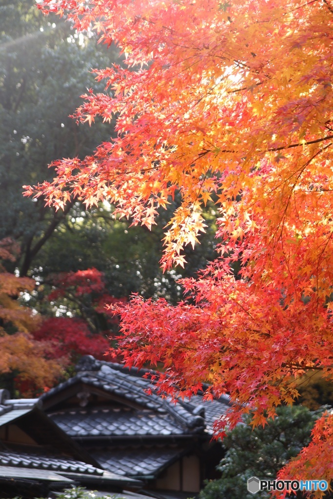 徳光院 紅葉