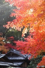 徳光院 紅葉