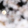 桜越の月