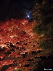 白光と紅葉