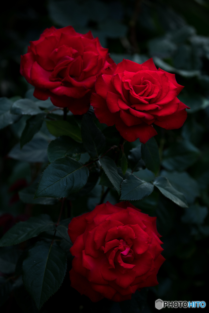 薔薇