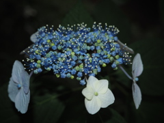 紫陽花祭り