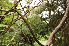 枝