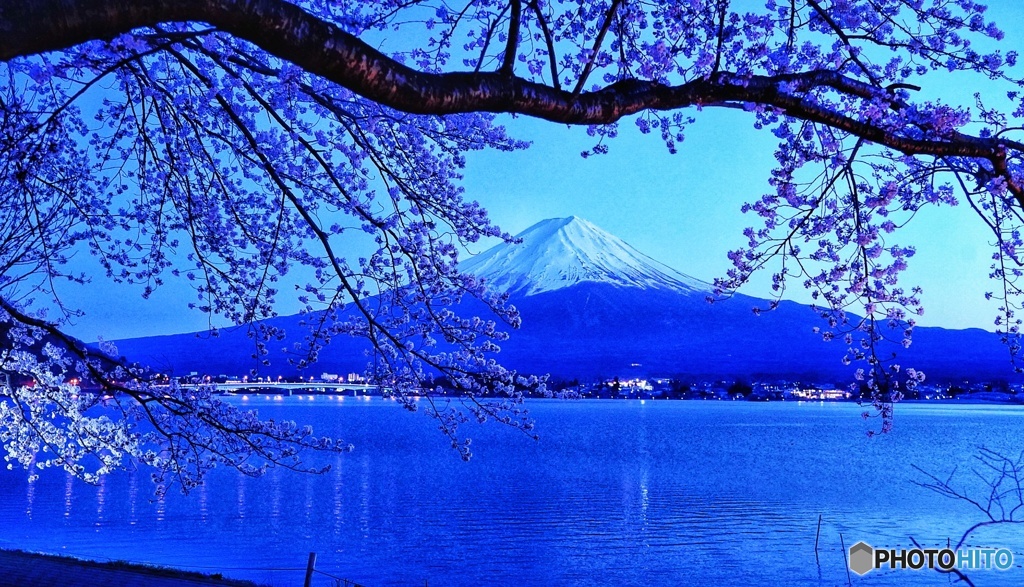 桜と富士