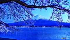 桜と富士