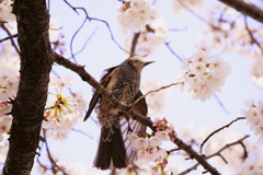 お花見は特等席で