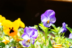 DSC09981